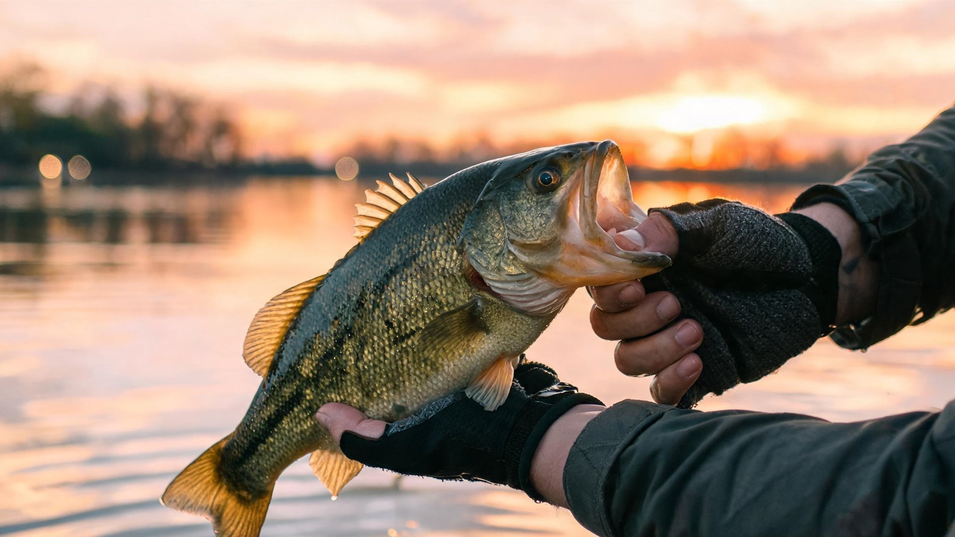 Two gloved hands holding a largemouth bass over the water at sunset